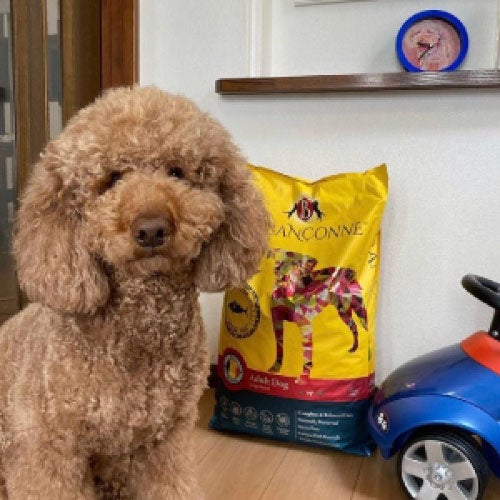 ブラバンソンヌ】大型犬の成犬用 ドッグフード オーシャンフィッシュ