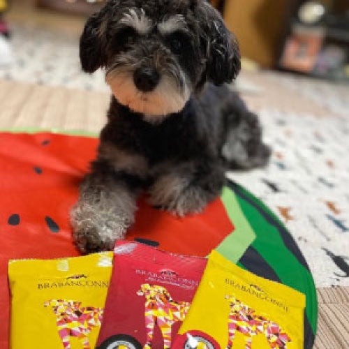 ブラバンソンヌ】小型犬・中型犬の成犬用ドッグフード 食べ比べお試し