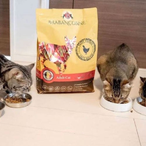 定期便｜送料無料【ブラバンソンヌ】成猫用 キャットフード チキン 2.5