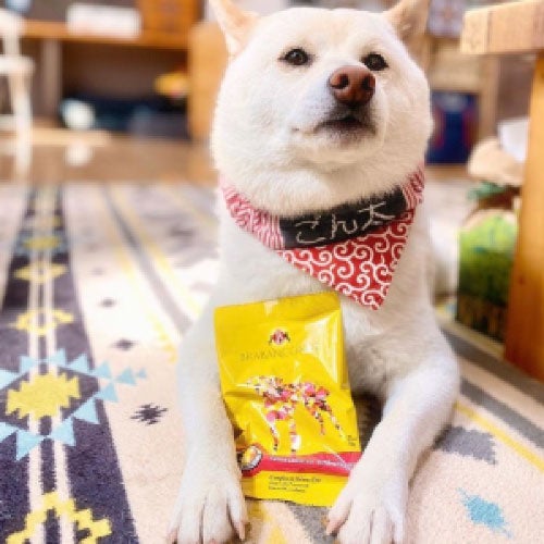 ブラバンソンヌ】大型犬・中型犬の子犬用 ドッグフード 50g×3袋 お試し